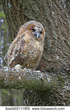 "Young Tawny Owl or Brown Owl (Strix aluco) perched on a tree, Westerwald, Solms, Lahn-Dill Kreis, Hesse, Germany, Europe" View Large Photo Image Stock Photography - "Young Tawny Owl or Brown Owl (Strix aluco) perched on a tree, Westerwald, Solms, Lahn-Dill Kreis, Hesse, Germany, Europe". Fotosearch