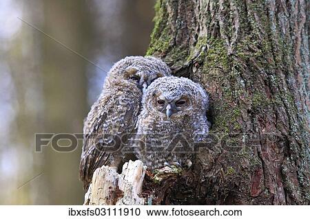 "Young Tawny Owls or Brown Owls (Strix aluco) perched in front of a tree hollow, Westerwald, Solms, Lahn-Dill Kreis, Hesse, Germany, Europe" View Large Photo Image Stock Image - "Young Tawny Owls or Brown Owls (Strix aluco) perched in front of a tree hollow, Westerwald, Solms, Lahn-Dill Kreis, Hesse, Germany, Europe". Fotosearch