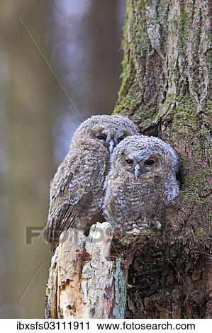"Young Tawny Owls or Brown Owls (Strix aluco) perched in front of a tree hollow, Westerwald, Solms, Lahn-Dill Kreis, Hesse, Germany, Europe" View Large Photo Image Stock Image - "Young Tawny Owls or Brown Owls (Strix aluco) perched in front of a tree hollow, Westerwald, Solms, Lahn-Dill Kreis, Hesse, Germany, Europe". Fotosearch