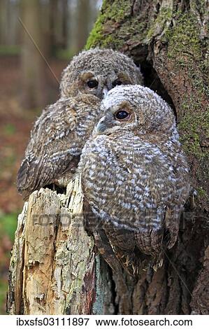 "Young Tawny Owls or Brown Owls (Strix aluco) perched in front of a tree hollow, Westerwald, Solms, Lahn-Dill Kreis, Hesse, Germany, Europe" View Large Photo Image Stock Photo - "Young Tawny Owls or Brown Owls (Strix aluco) perched in front of a tree hollow, Westerwald, Solms, Lahn-Dill Kreis, Hesse, Germany, Europe". Fotosearch
