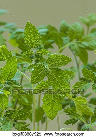 Stock Photography - Young Tomato plants (Lycopersicon esculentum). Fotosearch