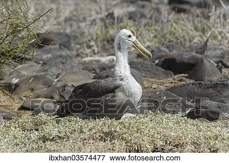 "Young Waved Albatross or Galapagos Albatross (Phoebastria irrorata), Isla Espanola, Galapagos Islands" View Large Photo Image Stock Photo - "Young Waved Albatross or Galapagos Albatross (Phoebastria irrorata), Isla Espanola, Galapagos Islands". Fotosearch