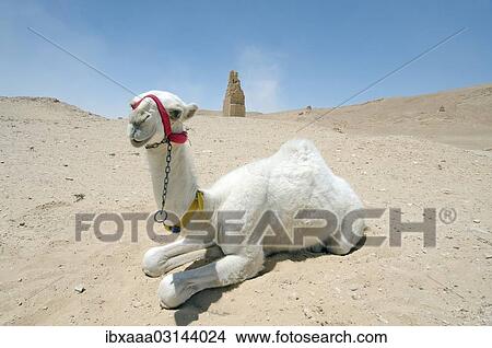 "Young white camel (Camelus dromedarius) lying on the sand near tower tomb, Tadmur, Syria, Asia" View Large Photo Image Picture - "Young white camel (Camelus dromedarius) lying on the sand near tower tomb, Tadmur, Syria, Asia". Fotosearch