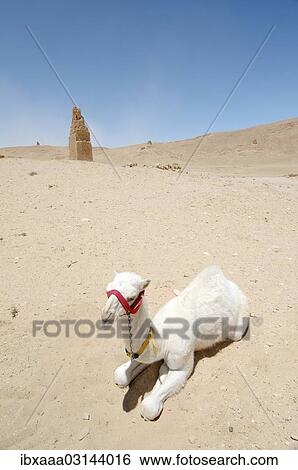 "Young white Camel (Camelus dromedarius) lying in the sand, near tower tomb, Palmyra, Tadmur, Syria, Asia" View Large Photo Image Stock Photograph - "Young white Camel (Camelus dromedarius) lying in the sand, near tower tomb, Palmyra, Tadmur, Syria, Asia". Fotosearch
