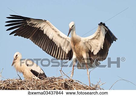 "Young White Storks (Ciconia ciconia) during flight training on a nest, North Hesse, Hesse, Germany, Europe" View Large Photo Image Picture - "Young White Storks (Ciconia ciconia) during flight training on a nest, North Hesse, Hesse, Germany, Europe". Fotosearch