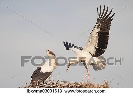 "Young White Storks (Ciconia ciconia) during flight training on a nest, North Hesse, Hesse, Germany, Europe" View Large Photo Image Stock Image - "Young White Storks (Ciconia ciconia) during flight training on a nest, North Hesse, Hesse, Germany, Europe". Fotosearch