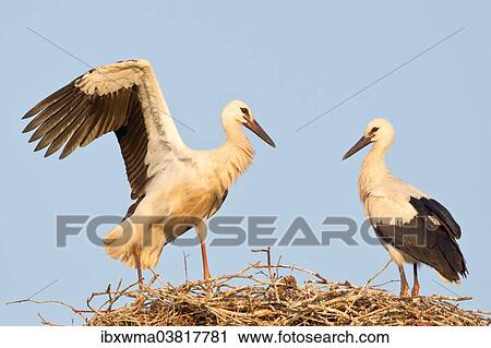 "Young white storks (Ciconia ciconia), flying attempts at the nest, Hesse, Germany, Europe" View Large Photo Image Stock Image - "Young white storks (Ciconia ciconia), flying attempts at the nest, Hesse, Germany, Europe". Fotosearch