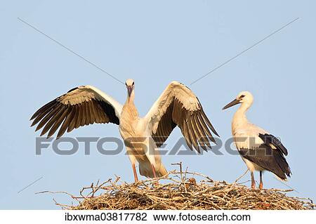 "Young white storks (Ciconia ciconia), flying attempts at the nest, Hesse, Germany, Europe" View Large Photo Image Stock Image - "Young white storks (Ciconia ciconia), flying attempts at the nest, Hesse, Germany, Europe". Fotosearch