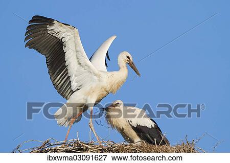"Young White Storks (Ciconia ciconia) during flight training on a nest, North Hesse, Hesse, Germany, Europe" View Large Photo Image Stock Photo - "Young White Storks (Ciconia ciconia) during flight training on a nest, North Hesse, Hesse, Germany, Europe". Fotosearch