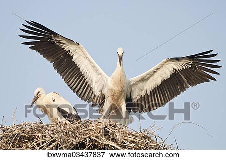 "Young White Storks (Ciconia ciconia) during flight training on a nest, North Hesse, Hesse, Germany, Europe" View Large Photo Image Stock Photo - "Young White Storks (Ciconia ciconia) during flight training on a nest, North Hesse, Hesse, Germany, Europe". Fotosearch