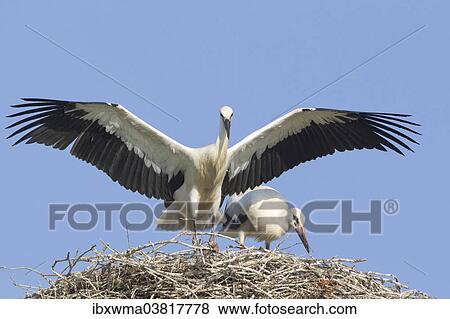 "Young white storks (Ciconia ciconia), flying attempts at the nest, Hesse, Germany, Europe" View Large Photo Image Stock Photo - "Young white storks (Ciconia ciconia), flying attempts at the nest, Hesse, Germany, Europe". Fotosearch