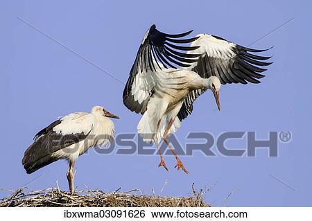 "Young White Storks (Ciconia ciconia) during flight training on a nest, North Hesse, Hesse, Germany, Europe" View Large Photo Image Stock Photograph - "Young White Storks (Ciconia ciconia) during flight training on a nest, North Hesse, Hesse, Germany, Europe". Fotosearch