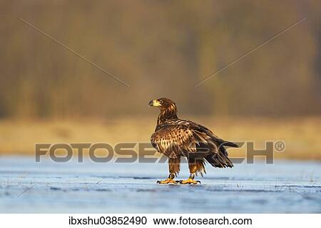 Stock Image - "Young White-tailed Eagle (Haliaeetus albicilla) perched on ice, Lodz Province, Poland, Europe". Fotosearch