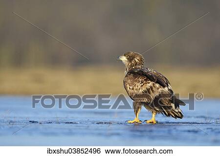 "Young White-tailed Eagle (Haliaeetus albicilla), standing on ice, Lodz Province, Poland, Europe" View Large Photo Image Stock Photograph - "Young White-tailed Eagle (Haliaeetus albicilla), standing on ice, Lodz Province, Poland, Europe". Fotosearch