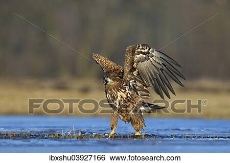 "Young White-tailed Eagle (Haliaeetus albicilla), just in front of the departure, Lodz Voivodeship, Poland, Europe" View Large Photo Image Stock Photograph - "Young White-tailed Eagle (Haliaeetus albicilla), just in front of the departure, Lodz Voivodeship, Poland, Europe". Fotosearch