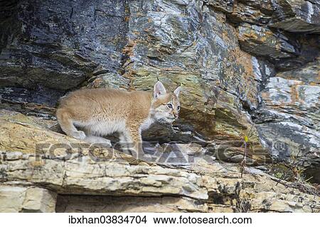 Picture - "Young wild Eurasian Lynx (Lynx lynx), in between the rocks of the Abiskojakka River, Abisko National Park, Norrbotten County, Sweden, Europe". Fotosearch
