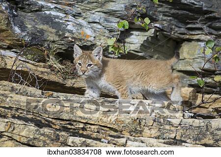 Stock Photo - "Young wild Eurasian Lynx (Lynx lynx), in between the rocks of the Abiskojakka River, Abisko National Park, Norrbotten County, Sweden, Europe". Fotosearch