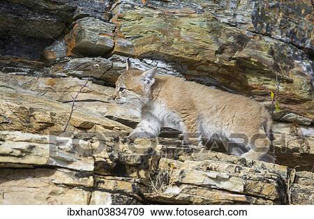 "Young wild Eurasian Lynx (Lynx lynx), in between the rocks of the Abiskojakka River, Abisko National Park, Norrbotten County, Sweden, Europe" View Large Photo Image Stock Photo - "Young wild Eurasian Lynx (Lynx lynx), in between the rocks of the Abiskojakka River, Abisko National Park, Norrbotten County, Sweden, Europe". Fotosearch