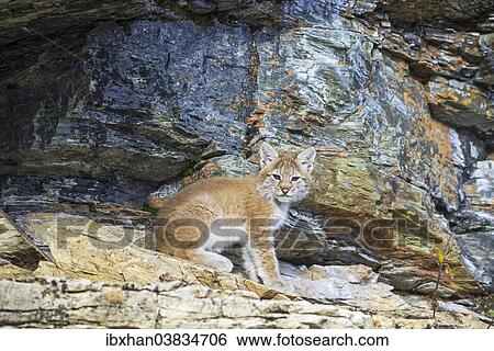 Stock Photograph - "Young wild Eurasian Lynx (Lynx lynx), in between the rocks of the Abiskojakka River, Abisko National Park, Norrbotten County, Sweden, Europe". Fotosearch