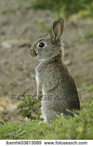 Stock Photo - "Young wild rabbit (Oryctolagus cuniculus) listening, Germany, Europe". Fotosearch