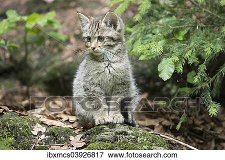 "Young Wildcat (Felis silvestris), kitten, animal enclosure, Bavarian Forest National Park, Bavaria, Germany, Europe" View Large Photo Image Stock Photo - "Young Wildcat (Felis silvestris), kitten, animal enclosure, Bavarian Forest National Park, Bavaria, Germany, Europe". Fotosearch