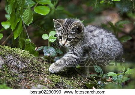 "Young wildcat (Felis silvestris), Neuschoenau outdoor animal enclosure, Bavarian Forest, Bavaria, Germany, Europe, PublicGround, Europe" View Large Photo Image Stock Photo - "Young wildcat (Felis silvestris), Neuschoenau outdoor animal enclosure, Bavarian Forest, Bavaria, Germany, Europe, PublicGround, Europe". Fotosearch