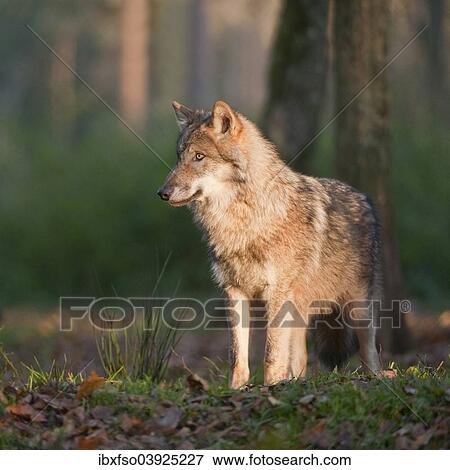 "Young Wolf (Canis lupus), captive, Bavaria, Germany, Europe" View Large Photo Image Stock Photo - "Young Wolf (Canis lupus), captive, Bavaria, Germany, Europe". Fotosearch