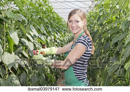 "Young woman harvesting green peppers in a greenhouse, Baden-Wurttemberg, Germany, Europe" View Large Photo Image Stock Photo - "Young woman harvesting green peppers in a greenhouse, Baden-Wurttemberg, Germany, Europe". Fotosearch