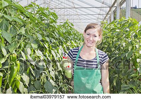 Stock Photo - "Young woman harvesting green peppers in a greenhouse, Baden-Wurttemberg, Germany, Europe". Fotosearch