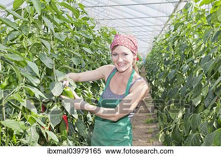 "Young woman harvesting green peppers in a greenhouse, Baden-Wurttemberg, Germany, Europe" View Large Photo Image Stock Photography - "Young woman harvesting green peppers in a greenhouse, Baden-Wurttemberg, Germany, Europe". Fotosearch