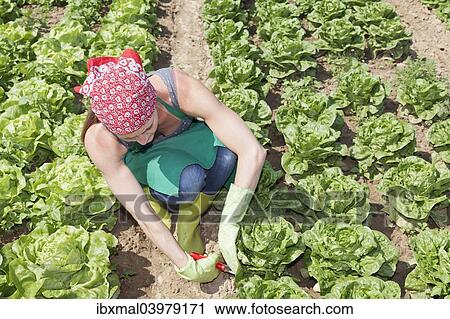 "Young woman harvesting lettuce on a field, Baden-Wurttemberg, Germany, Europe" View Large Photo Image Stock Image - "Young woman harvesting lettuce on a field, Baden-Wurttemberg, Germany, Europe". Fotosearch