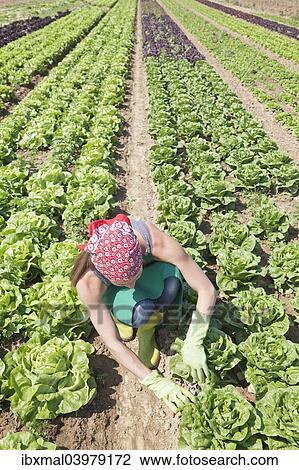 Stock Image - "Young woman harvesting lettuce on a field, Esslingen, Baden-Wurttemberg, Germany, Europe". Fotosearch