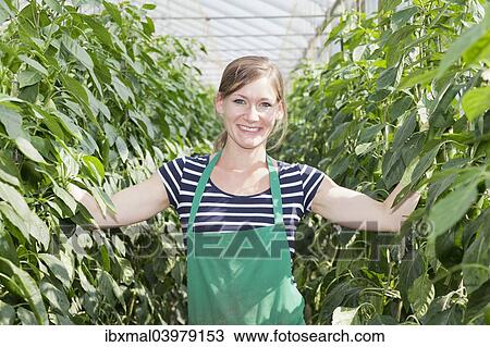 "Young woman in a greenhouse, green peppers, Baden-Wurttemberg, Germany, Europe" View Large Photo Image Stock Image - "Young woman in a greenhouse, green peppers, Baden-Wurttemberg, Germany, Europe". Fotosearch