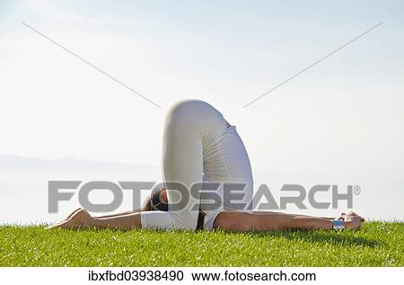 "Young woman practising Hatha yoga, here a variation of halasana, karnapidasana, variation of plough" View Large Photo Image Stock Image - "Young woman practising Hatha yoga, here a variation of halasana, karnapidasana, variation of plough". Fotosearch