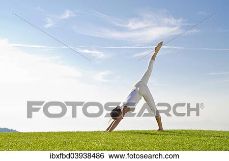 "Young woman practising Hatha yoga, here the pose adho mukha shvanasana, dog's pose" View Large Photo Image Stock Photograph - "Young woman practising Hatha yoga, here the pose adho mukha shvanasana, dog's pose". Fotosearch