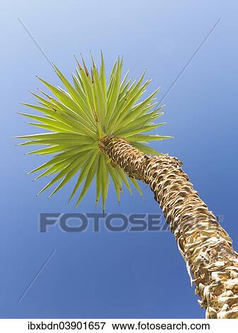 "Yucca against blue sky, Italy, Europe" View Large Photo Image Stock Photo - "Yucca against blue sky, Italy, Europe". Fotosearch