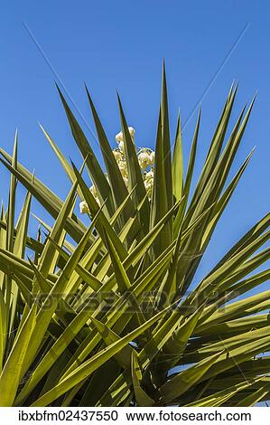 "Yucca (Yucca elephantipes), palm flower, Algarve, Portugal, Europe" View Large Photo Image Stock Image - "Yucca (Yucca elephantipes), palm flower, Algarve, Portugal, Europe". Fotosearch