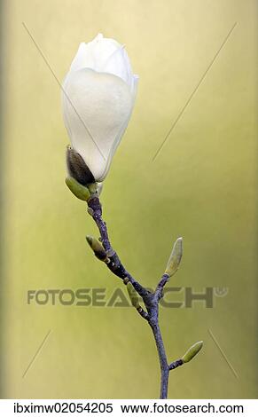 Yulan Magnolia (Magnolia denudata Desr. ) View Large Photo Image Stock Photography - Yulan Magnolia (Magnolia denudata Desr. ). Fotosearch