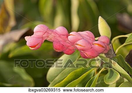"Yulan magnolia (Magnolia denudata), fruit, seeds surrounded by red arils, Geneva, Canton of Geneva, Switzerland, Europe" View Large Photo Image Stock Photography - "Yulan magnolia (Magnolia denudata), fruit, seeds surrounded by red arils, Geneva, Canton of Geneva, Switzerland, Europe". Fotosearch
