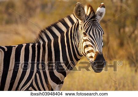 "Zebra (Equus quagga), Kruger National Park, South Africa, Africa" View Large Photo Image Picture - "Zebra (Equus quagga), Kruger National Park, South Africa, Africa". Fotosearch
