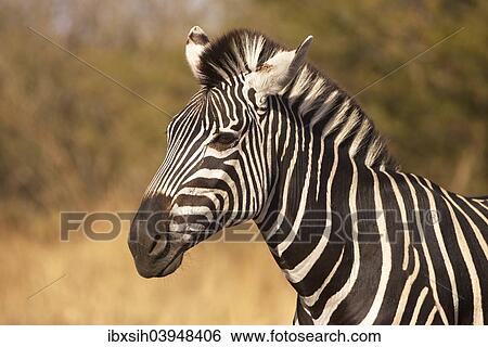 "Zebra (Equus quagga), Kruger National Park, South Africa, Africa" View Large Photo Image Stock Photograph - "Zebra (Equus quagga), Kruger National Park, South Africa, Africa". Fotosearch