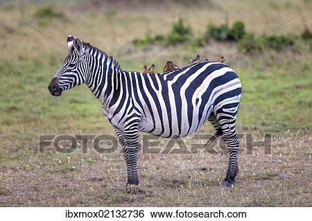 "Zebra (Equus quagga) with Oxpecker (Buphagus), Masai Mara National Reserve, Kenya, East Africa, Africa, PublicGround, Africa" View Large Photo Image Stock Photograph - "Zebra (Equus quagga) with Oxpecker (Buphagus), Masai Mara National Reserve, Kenya, East Africa, Africa, PublicGround, Africa". Fotosearch