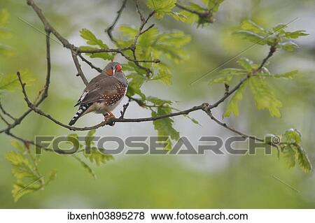 "Zebra finch (Taeniopygia guttata) in oak (Quercus robur), escaped from aviary, Emsland, Lower Saxony, Germany, Europe" View Large Photo Image Stock Photo - "Zebra finch (Taeniopygia guttata) in oak (Quercus robur), escaped from aviary, Emsland, Lower Saxony, Germany, Europe". Fotosearch