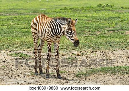 "Zebra foal, Zebra (Equus quagga), Ngorongoro Crater, Tanzania, Africa" View Large Photo Image Stock Image - "Zebra foal, Zebra (Equus quagga), Ngorongoro Crater, Tanzania, Africa". Fotosearch