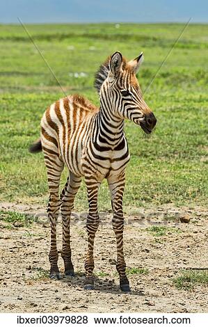 "Zebra foal, Zebra (Equus quagga), Ngorongoro Crater, Tanzania, Africa" View Large Photo Image Stock Photo - "Zebra foal, Zebra (Equus quagga), Ngorongoro Crater, Tanzania, Africa". Fotosearch