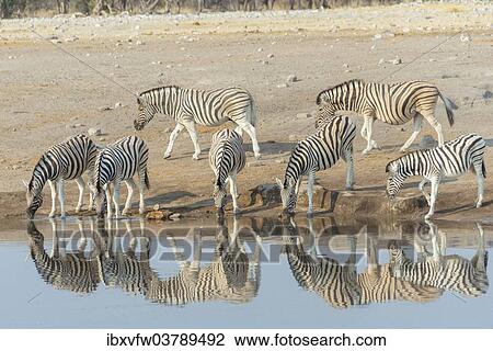 "Zebra herd drinking, Burchell's zebras (Equus quagga burchellii), Chudop water hole, Etosha National Park, Namibia, Africa" View Large Photo Image Stock Image - "Zebra herd drinking, Burchell's zebras (Equus quagga burchellii), Chudop water hole, Etosha National Park, Namibia, Africa". Fotosearch