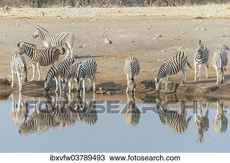 "Zebra herd drinking, Burchell's zebras (Equus quagga burchellii), Chudop water hole, Etosha National Park, Namibia, Africa" View Large Photo Image Stock Image - "Zebra herd drinking, Burchell's zebras (Equus quagga burchellii), Chudop water hole, Etosha National Park, Namibia, Africa". Fotosearch