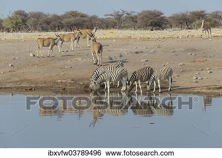 "Zebra herd drinking, Burchell's zebras (Equus quagga burchellii), behind elands (Taurotragus oryx), Chudop water hole, Etosha National Park, Namibia, Africa" View Large Photo Image Stock Photograph - "Zebra herd drinking, Burchell's zebras (Equus quagga burchellii), behind elands (Taurotragus oryx), Chudop water hole, Etosha National Park, Namibia, Africa". Fotosearch