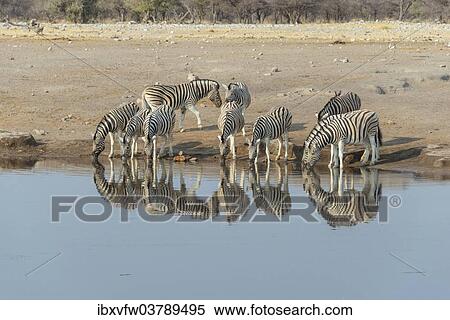 "Zebra herd drinking, Burchell's zebras (Equus quagga burchellii), Chudop water hole, Etosha National Park, Namibia, Africa" View Large Photo Image Stock Photography - "Zebra herd drinking, Burchell's zebras (Equus quagga burchellii), Chudop water hole, Etosha National Park, Namibia, Africa". Fotosearch