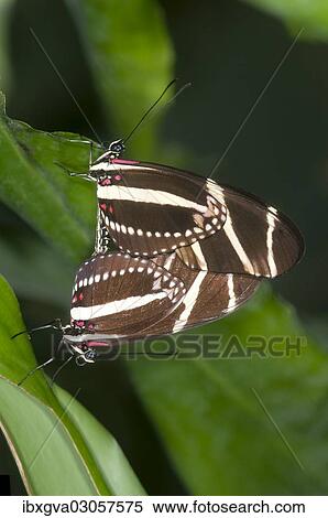 "Zebra Longwing Butterflies (Heliconius charithonia), mating, Kerzers, Switzerland, Europe" View Large Photo Image Stock Photography - "Zebra Longwing Butterflies (Heliconius charithonia), mating, Kerzers, Switzerland, Europe". Fotosearch